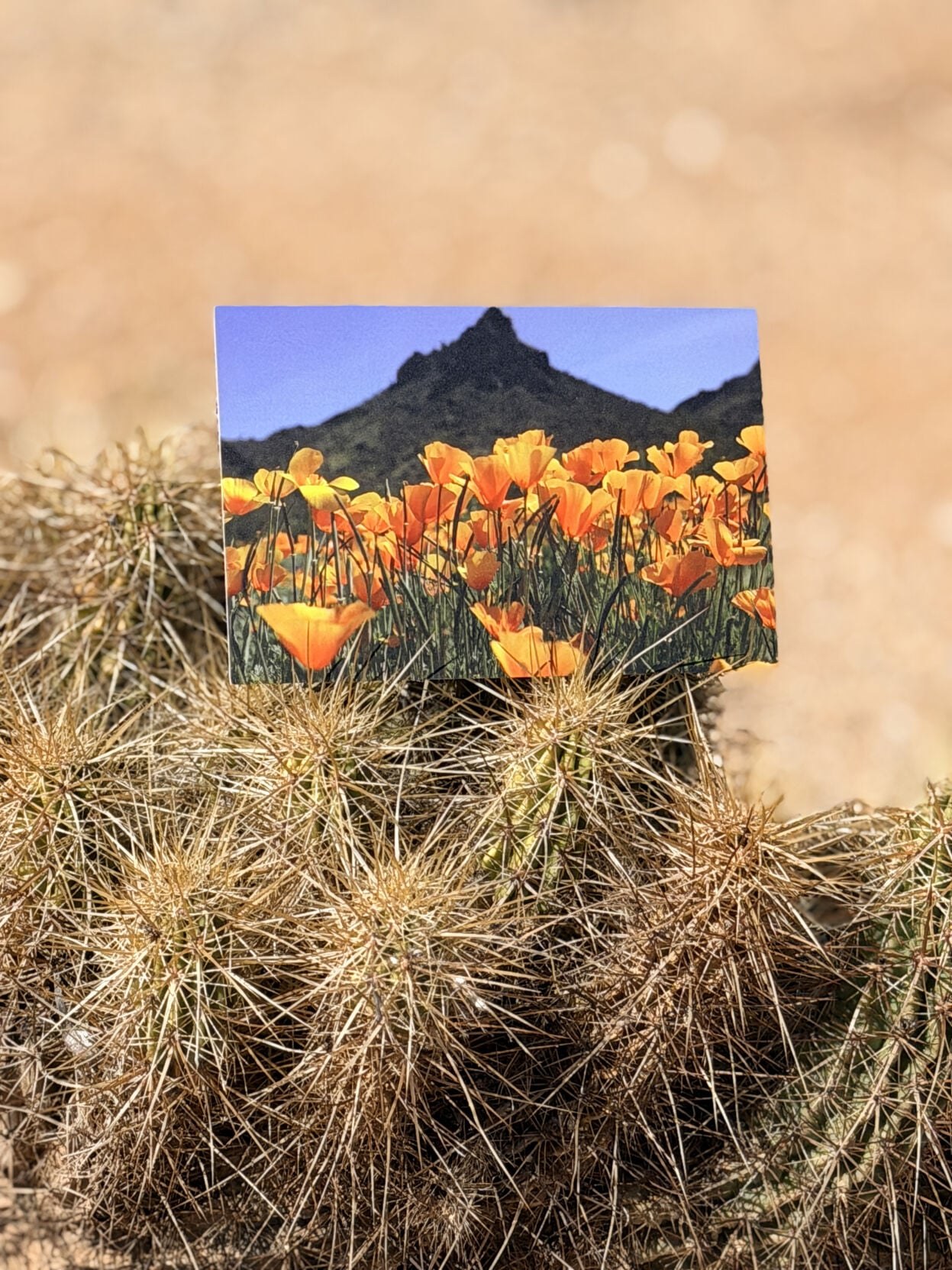 The club’s first postcard, photographed by the newspaper (thisistucson.com, March 2026)